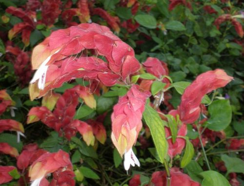 Shrimp Plant: 7 Stunning Reasons to Add This Exotic Beauty to Your Garden