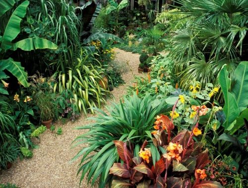 Can Tropical Plants Survive Winter